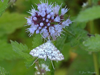 Waterleliemot, Elophila nymphaeata P1309486.jpg